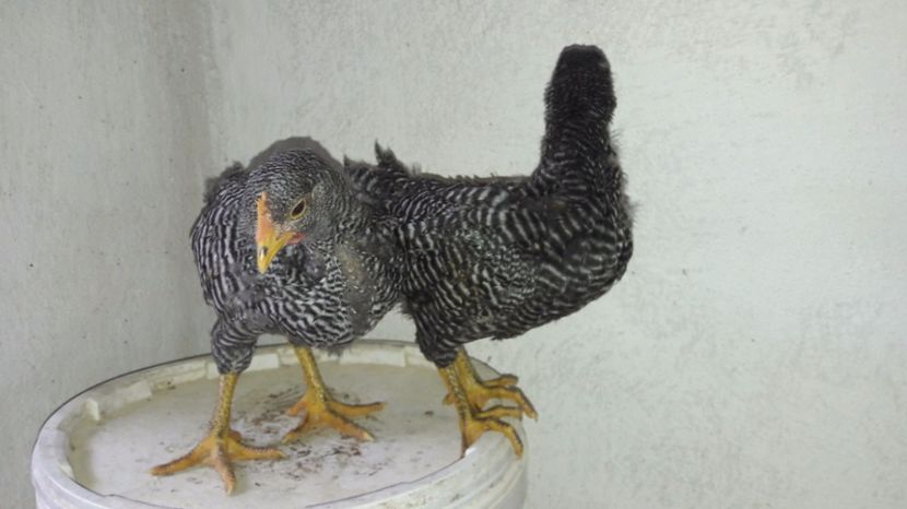  - d Puisori de gaina