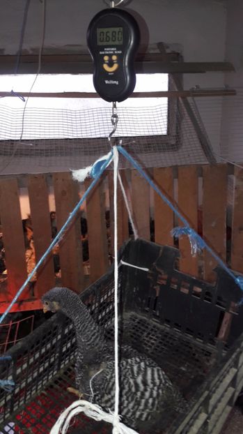  - d Puisori de gaina