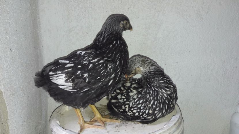  - d Puisori de gaina