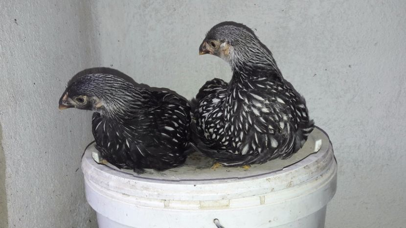  - d Puisori de gaina