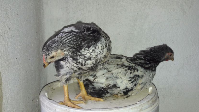  - d Puisori de gaina