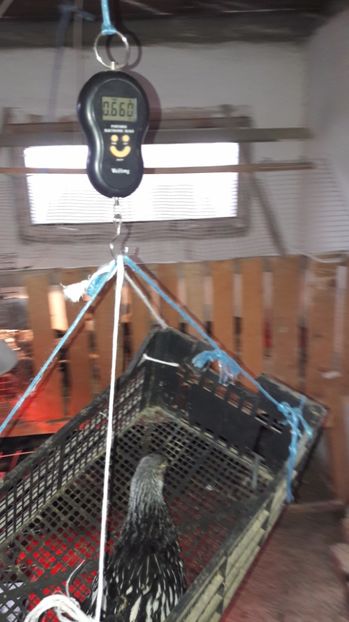  - d Puisori de gaina