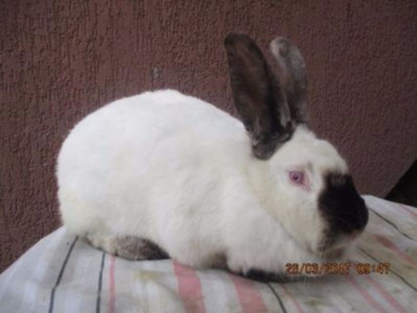 fem. Calif. prod. prporie !!! - X ARHIVA IEPURI CE AM AVUT