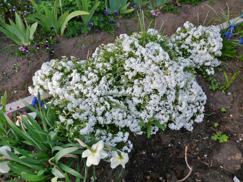  - 2017 - 01 - Primavara