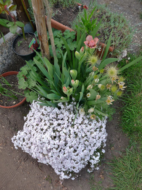  - 2017 - 01 - Primavara