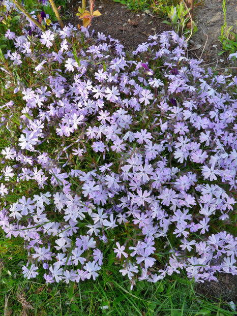  - 2017 - 01 - Primavara