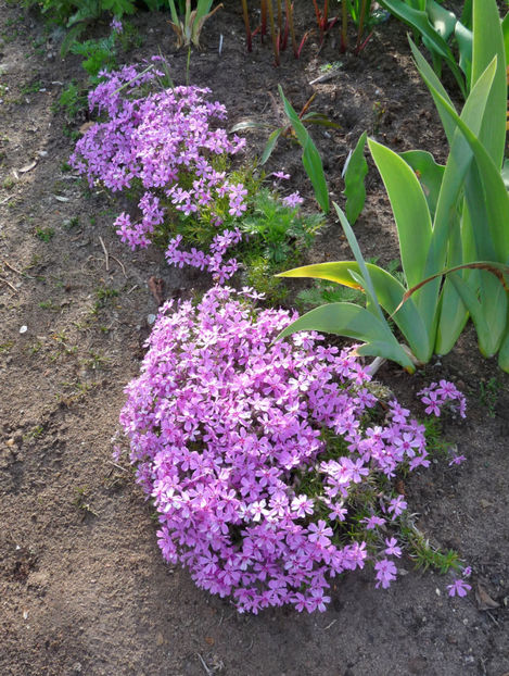  - 2017 - 01 - Primavara