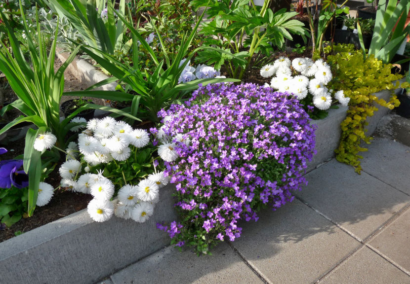 P2070577 - 2017 - 01 - Primavara