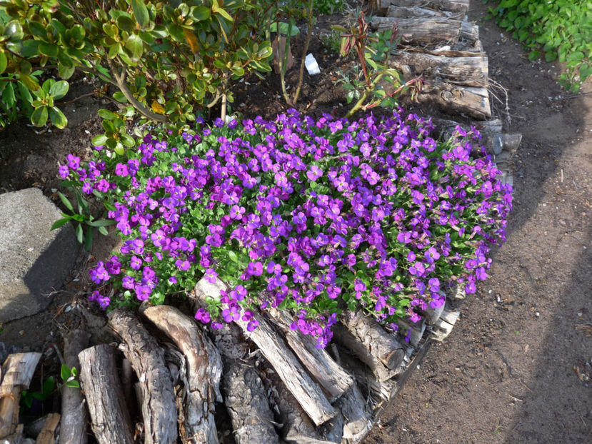 P2070606 - 2017 - 01 - Primavara