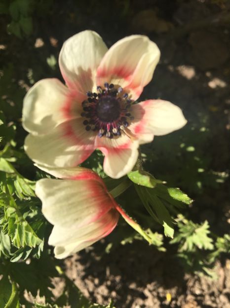 Anemone - Flori de primavara 2017