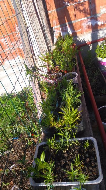 Dianthus chinensis si barbatus - Primavara 2017