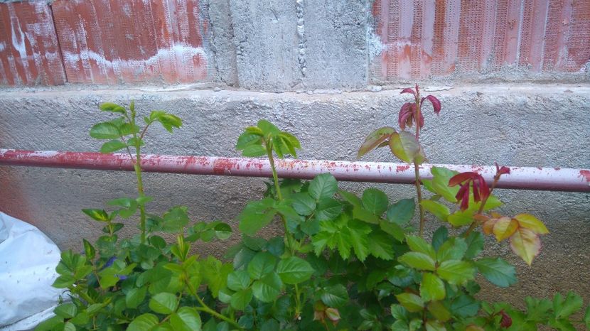 Cyrano de Bergerac si Papa Meilland - Primavara 2017