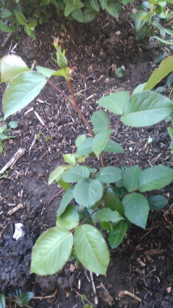 Remy martin cred - Diverse