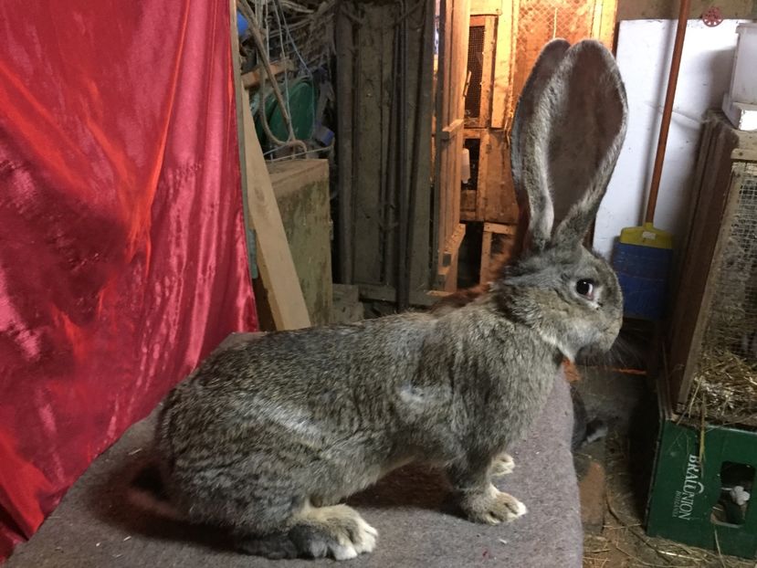 RO 430-12616(F) - TINERET 2017