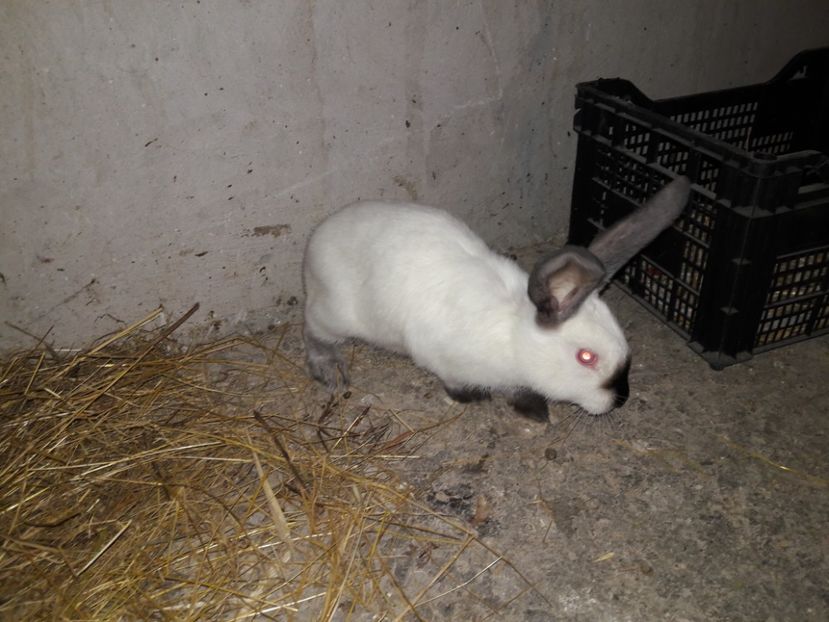  - Urias de transilvania