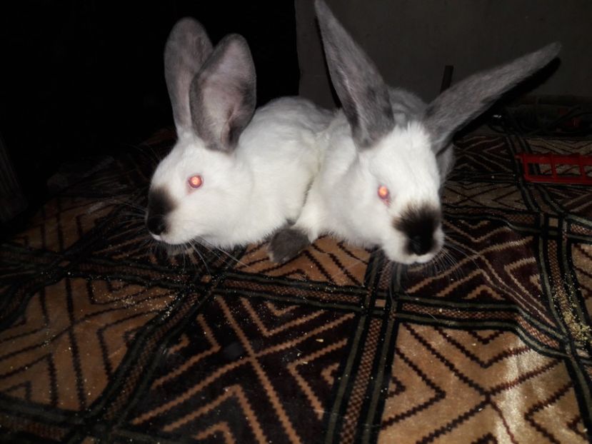  - Urias de transilvania