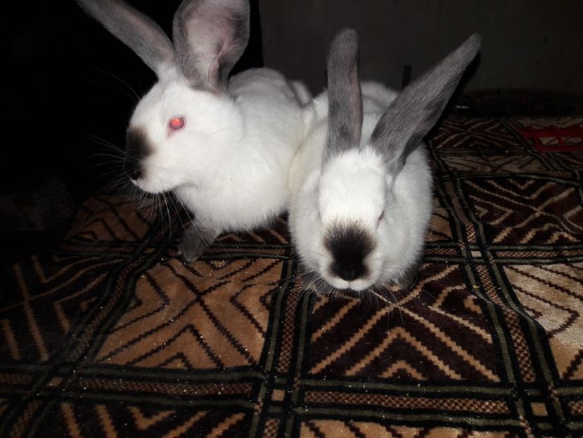  - Urias de transilvania