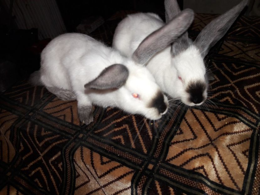  - Urias de transilvania