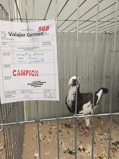 C A M P I O N  ! ! ! ! - Amintiri frumoase