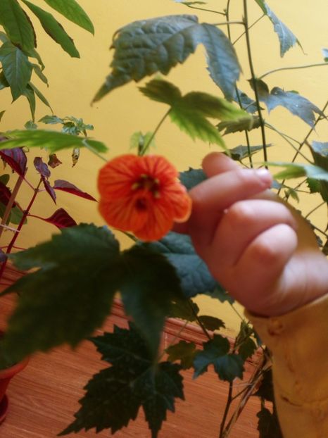 Abutilon - Flowers