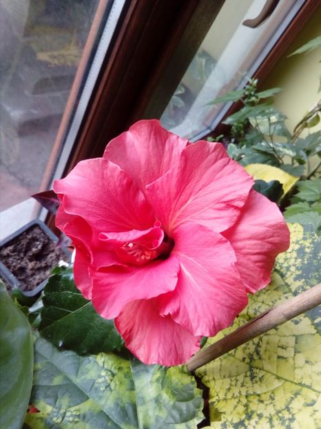 Clasic - Flowers