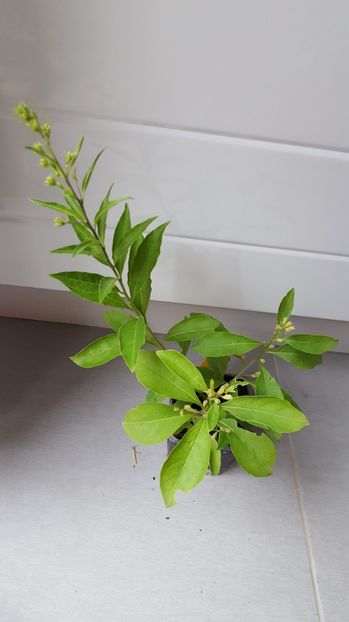  - Cestrum aurantiacum