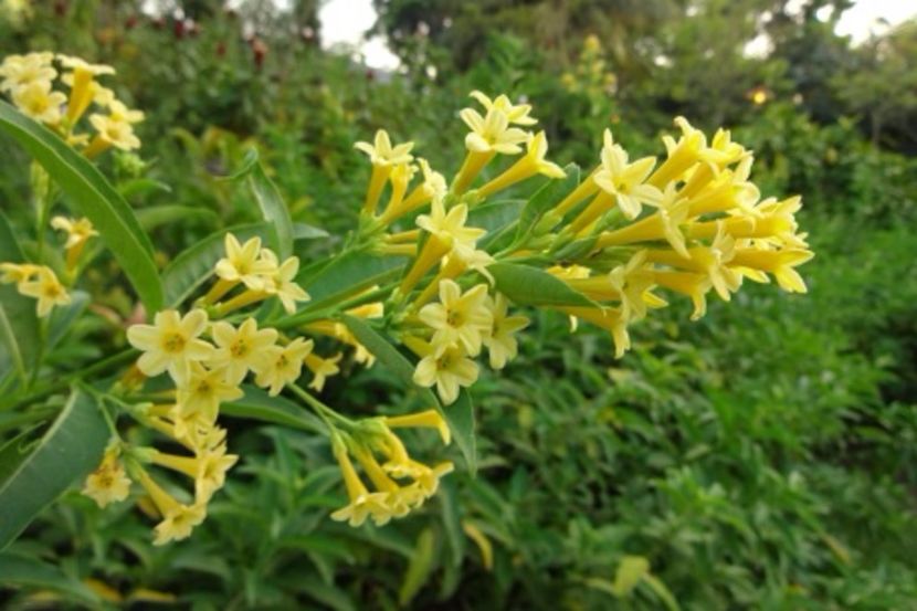  - Cestrum aurantiacum