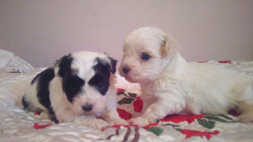 Bichon Havanese - Bichon Havanese