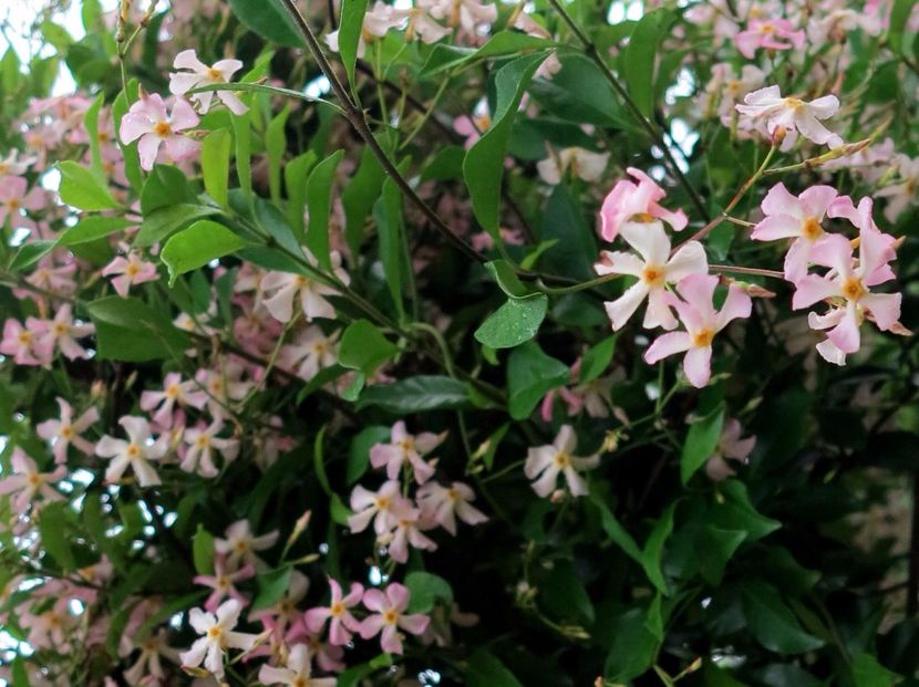 Trachelospermum_jasminoides__Pink_Showers_ - Trachelospermum pink shower