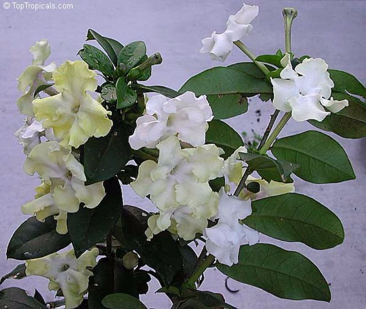  - Brunfelsia lactea