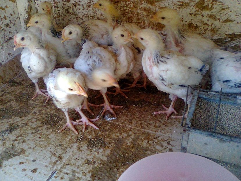 Fotografie2568 - seria 2