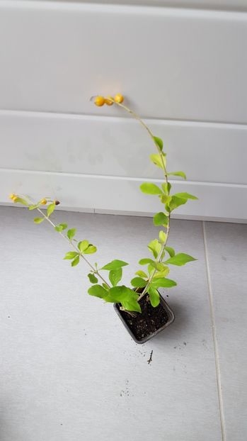  - Duranta erecta Alba