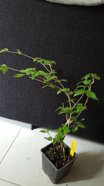  - Thunbergia erecta