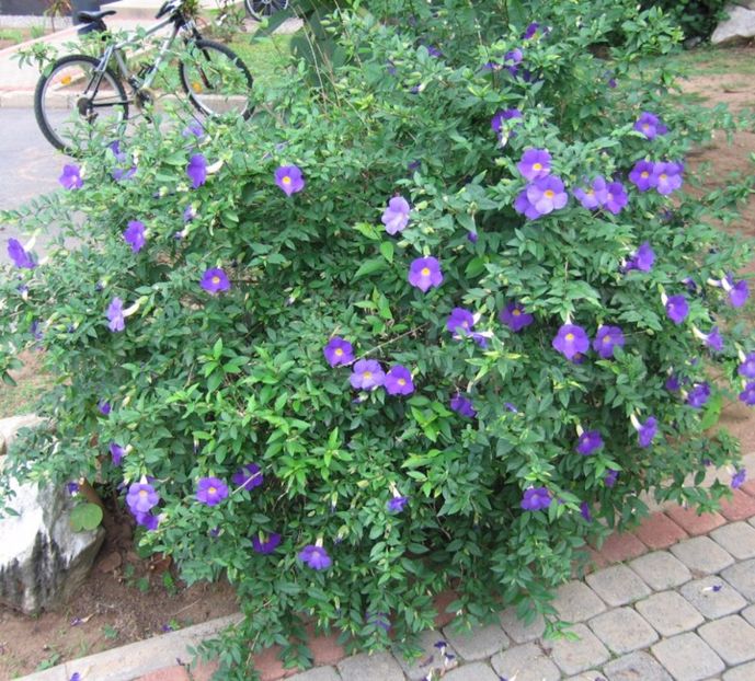  - Thunbergia erecta