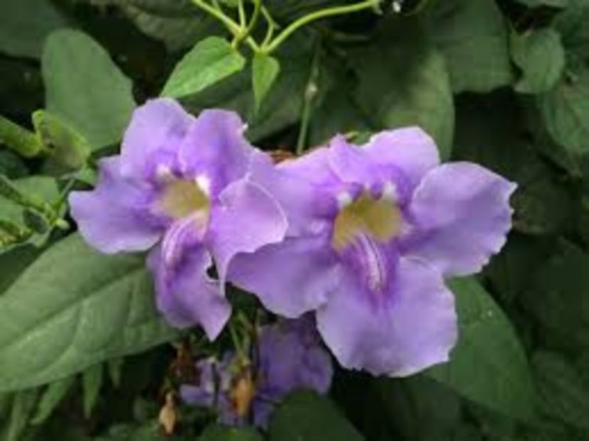 download - Thunbergia grandiflora