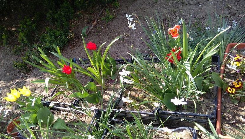 cateva floricele puse-n ladite, ceva protectie pt cartite.. - 2017 gradina mea de la tara