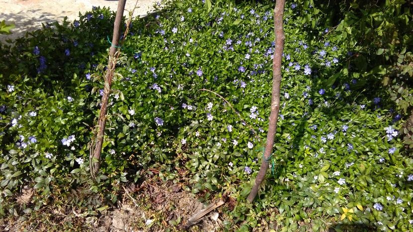  - 2017 gradina mea de la tara