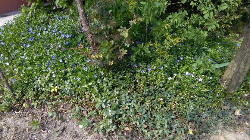  - 2017 gradina mea de la tara