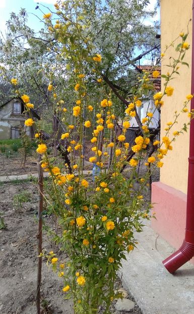  - 2017 gradina mea de la tara