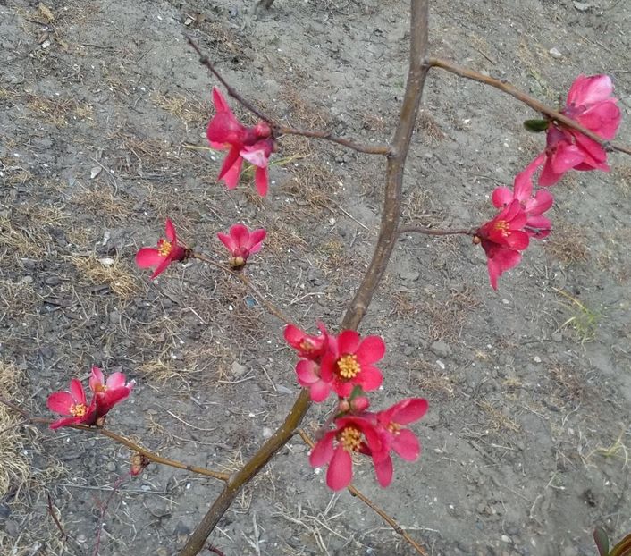  - 2017 gradina mea de la tara