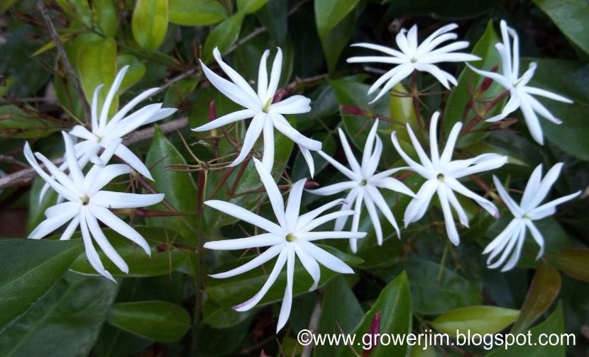 Jasminum nitidum group -C - Jasmin nitidum