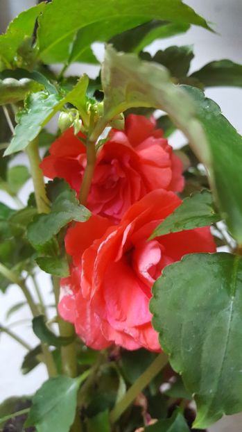  - impatiens 2017