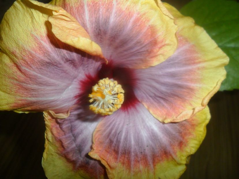 Fift Dimension - hibiscusi 2017-1