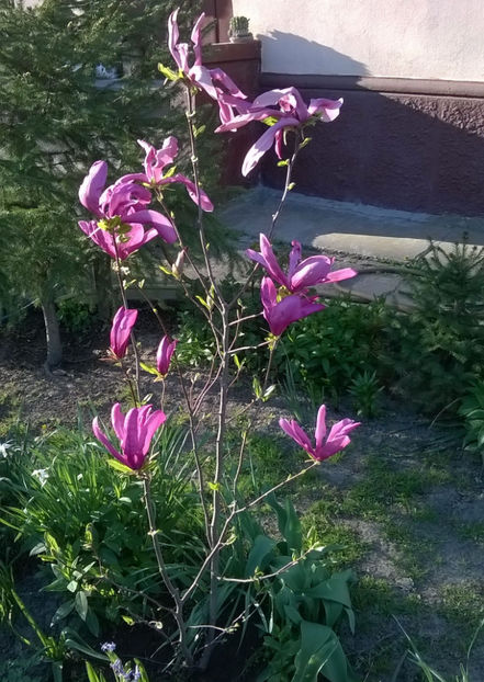 Magnolia Susan - Plante de gradina