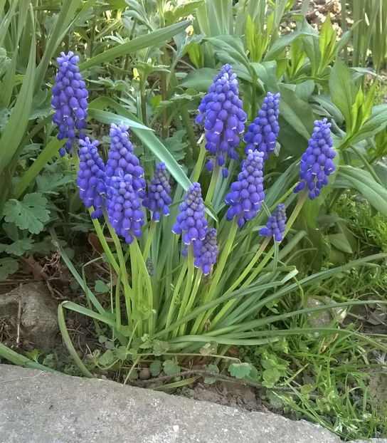 muscari - Plante de gradina
