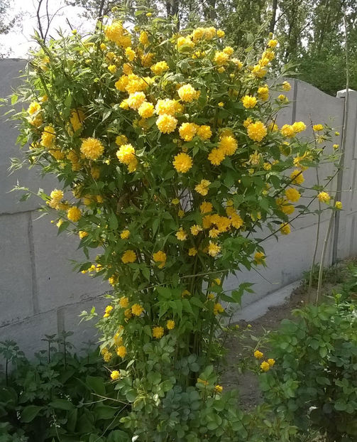 kerria japonica - Plante de gradina