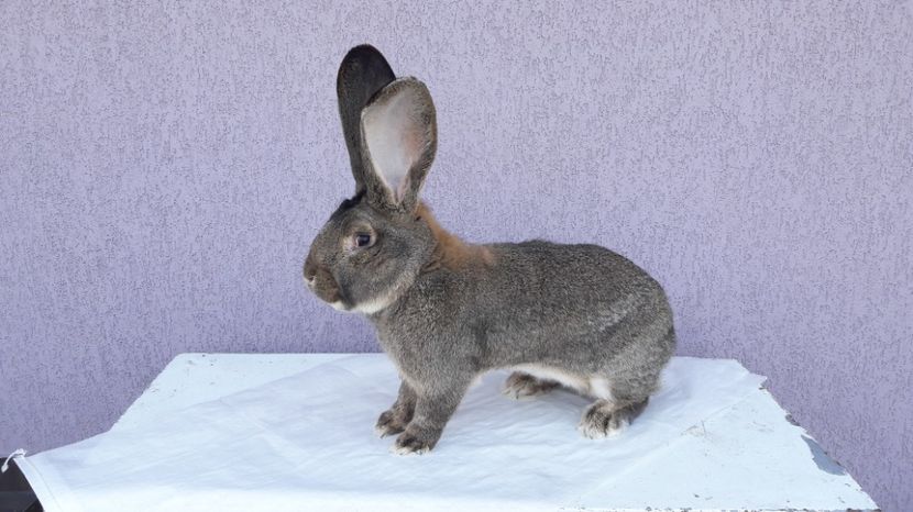 Mascul 1 - Mascul 1 ugg de vanzare