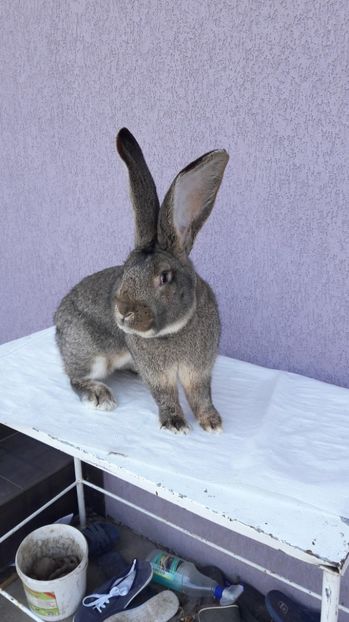  - Mascul 1 ugg de vanzare