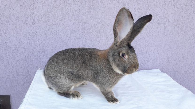  - Mascul 1 ugg de vanzare