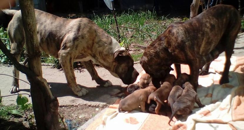  - Vanduti Canisa De Casa Dragnuta Pui Dogo Canario cu pedigree - Presa Canario cu pedigree